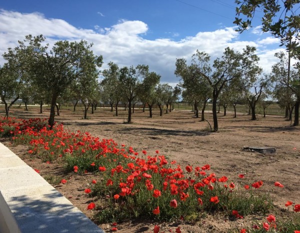 Relais Masseria Le Cesine