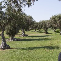 Mangia's Torre del Barone Resort