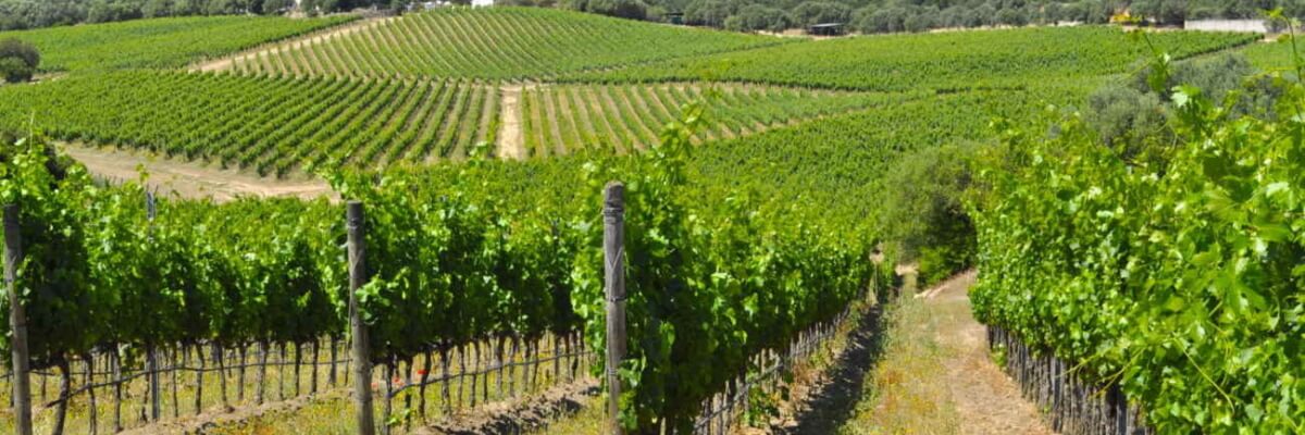 Vini di arzachena