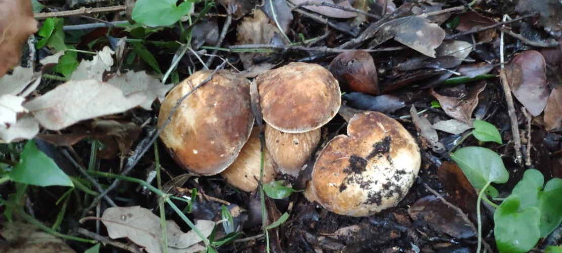 Ottobre il mese dei funghi ad Ischia