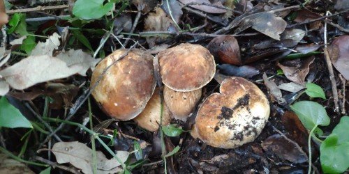 Ischia ottobre il mese dei funghi porcini