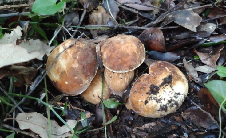 Ischia ottobre il mese dei funghi