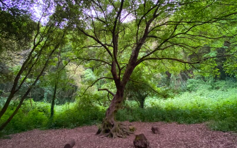 Albero delle Fate Ischia