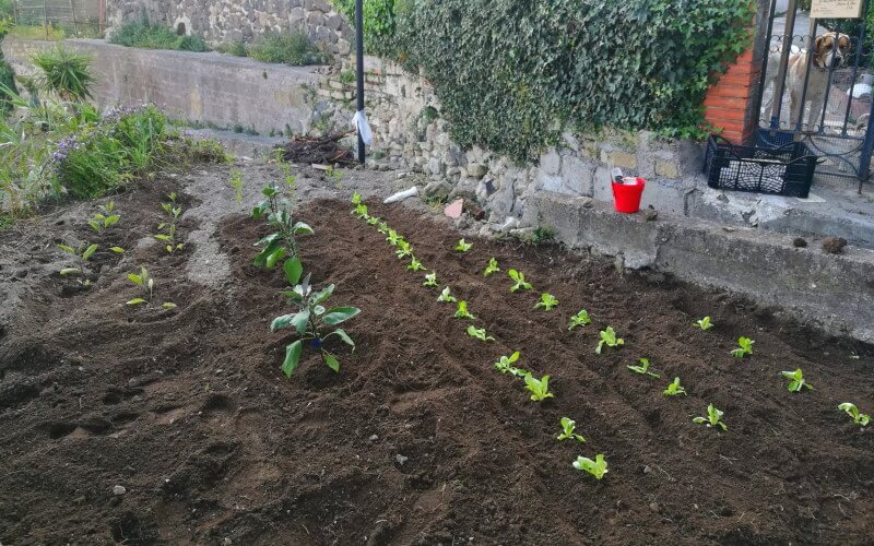 vegetables km 0 in Ischia