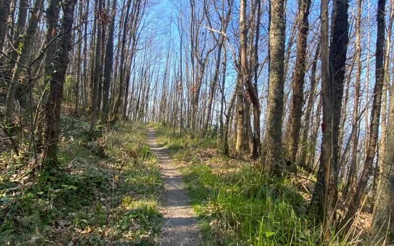 Go to cellars and paths in Ischia