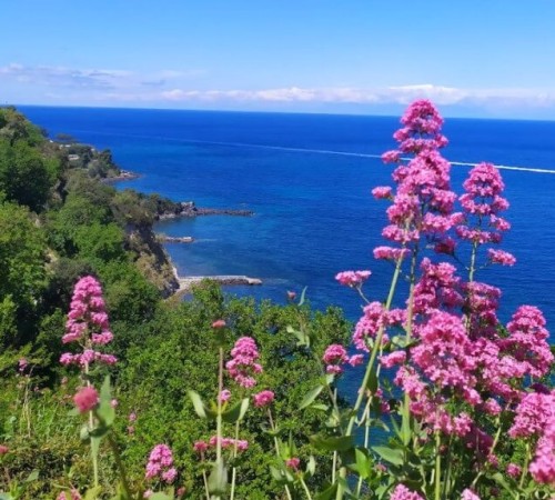 Fiori di Giugno a Ischia