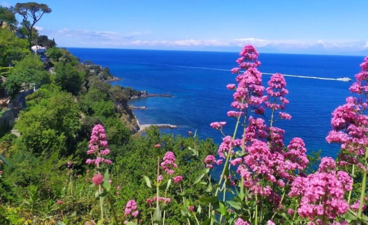 Fiori di Giugno a Ischia