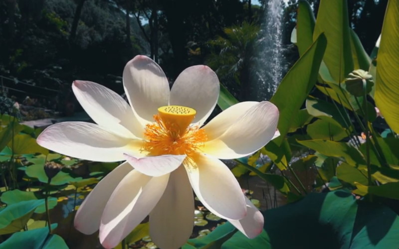 Mortella Gardens in Ischia