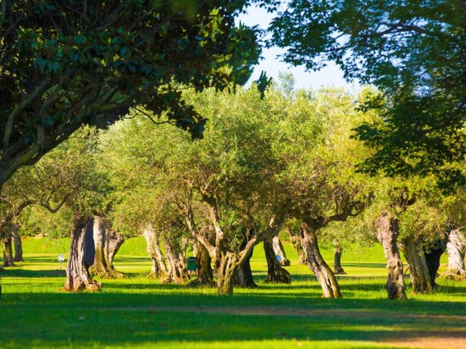 MClub Lipari - Area verde di ulivi secolari