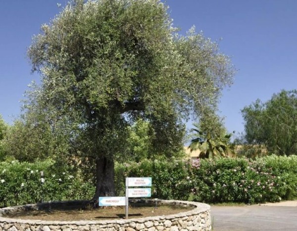 Fruit Village Torcito Resort Sport Village