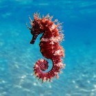 La Baia di Kargicak ospita l'Echinoderma un vero e proprio indicatore della purezza delle sue acque. Questi organismi, incapaci di filtrare tossine o agenti inquinanti, prosperano solo in ambienti incontaminati