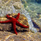 La Baia di Kargicak ospita l'Echinoderma, un vero e proprio indicatore della purezza delle sue acque. Questi organismi, incapaci di filtrare tossine o agenti inquinanti, prosperano solo in ambienti incontaminati