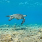 Uno degli aspetti più affascinanti di Oren è che le sue spiagge sono luoghi di nidificazione delle tartarughe Caretta caretta, una specie protetta di tartaruga marina.