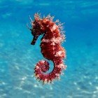 La Baia di Kargicak ospita l'Echinoderma un vero e proprio indicatore della purezza delle sue acque. Questi organismi, incapaci di filtrare tossine o agenti inquinanti, prosperano solo in ambienti incontaminati