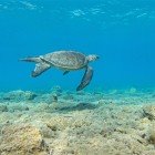 Uno degli aspetti più affascinanti di Oren è che le sue spiagge sono luoghi di nidificazione delle tartarughe Caretta caretta, una specie protetta di tartaruga marina.