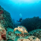 La presenza delle Caretta caretta rende la baia di Oren ancora più speciali, ricordandoci quanto sia prezioso proteggere gli ecosistemi marini.
