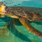 A Dalyan sulla spiaggia di Izutzu è attivo il primo ospedale (Deakamer) per tartarughe Caretta Caretta situato in Turchia.