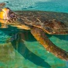 A Dalyan sulla spiaggia di Izutzu è attivo il primo ospedale (Deakamer) per tartarughe Caretta Caretta situato in Turchia.