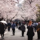 Nel quartiere di Yanaka, Tokyo, le persone passeggiano sotto i ciliegi in fiore, celebrando l’Hanami, l'antica tradizione giapponese di ammirare la bellezza effimera della primavera.