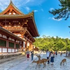 Nel Parco di Nara, i daini vivono liberi tra sentieri e templi antichi. Vicino sorge il tempio Yakushi-ji, simbolo della spiritualità buddista e della storia giapponese.