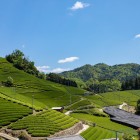 Le piantagioni di tè verde a Uji, Kyoto, sono rinomate per la qualità del tè. Situate sulle colline lungo il fiume, offrono panorami mozzafiato e una tradizione agricola secolare.