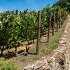 Il Clos Montmartre, nascosto dietro il Sacré-Cœur, è l’ultima vigna urbana di Parigi. Dal 1933 coltiva 1.500-1.800 ceppi con oltre 30 varietà di uva, tra cui Pinot Noir e Gamay.