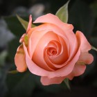 Le rose coltivate ai piedi della Cordigliera Andina in Ecuador sono tra le più apprezzate al mondo per la loro bellezza, i colori intensi e la straordinaria durata.