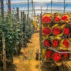 Visita a una coltivazione di rose in Ecuador, tra le principali esportazioni del Paese: fiori eleganti e profumati crescono ai piedi delle Ande in un paesaggio unico.