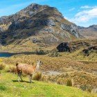 Un lama nella Cordigliera Occidentale delle Ande, vicino alla città di Quito in Ecuador, tra paesaggi montani spettacolari e la suggestiva atmosfera andina.