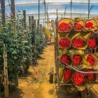 Visita a una coltivazione di rose in Ecuador, tra le principali esportazioni del Paese: fiori eleganti e profumati crescono ai piedi delle Ande in un paesaggio unico.