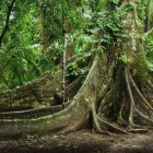 Imponenti radici a contrafforte di un grande albero nella foresta amazzonica tropicale di Archidona, in Ecuador, adornate da rigogliosa vegetazione verde che vi cresce sopra.