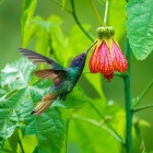 Zaffiro dalla coda dorata (Chrysuronia oenone), splendido colibrì dai colori vivaci originario delle pendici andine del Sud America, osservato nel Parco di Sumaco, in Ecuador.