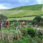 Magnifico scenario della Riserva Ecologica Antisana in Ecuador, dove le Ande si stagliano sullo sfondo in una limpida giornata autunnale.