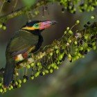 Il toucanetto dal collare dorato (Selenidera reinwardtii), elegante e riservato abitante delle foreste sudamericane, affascina con i suoi colori brillanti a Wild Sumaco, in Ecuador.
