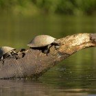  Isola Sani, Rio Napo, alto bacino amazzonico in Ecuador:  tartarughe giganti dell’Amazzonia (Podocnemis expansa) emergono su un ramo tra le acque e la foresta.