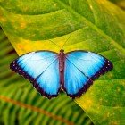 Una splendida farfalla Blue Morpho (Morpho menelaus) riposa su una foglia tropicale lungo il Rio Misahuallí, nella lussureggiante provincia di Napo in Ecuador.