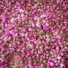 Ogni primavera, il Festival delle Rose celebra la raccolta nella Valle delle Rose, tra profumi intensi, tradizioni locali e colori spettacolari.