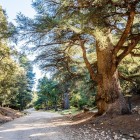 La foresta dei cedri di Azrou nel Medio Atlante sorprende con alberi secolari, sentieri panoramici e atmosfere tranquille tra natura e tradizione.