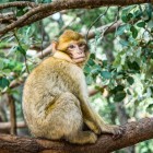 Nella foresta dei cedri di Azrou vivono le scimmiette di Barberia, curiose e vivaci, che si avvicinano ai visitatori offrendo uno spettacolo unico.