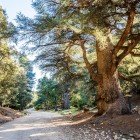 La foresta dei cedri di Azrou nel Medio Atlante sorprende con alberi secolari, sentieri panoramici e atmosfere tranquille tra natura e tradizione.