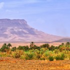 Il palmeto verde della Valle del Draa si estende rigoglioso, incorniciato dalle maestose montagne che disegnano l’orizzonte del sud marocchino.
