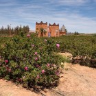 Nella Valle delle Rose si estendono profumati roseti coltivati a mano, che tingono di rosa i paesaggi e alimentano una lunga tradizione di profumeria.