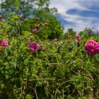Rose rigogliose a Kelaat M’Gouna, cuore della Valle delle Rose, diffondono profumi intensi in un paesaggio di colori e tradizioni secolari marocchine.