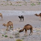 Ad Alnif, lungo una secca del fiume, si possono ammirare cammelli meravigliosi che pascolano tra sabbia e rocce, creando un suggestivo quadro del deserto marocchino.