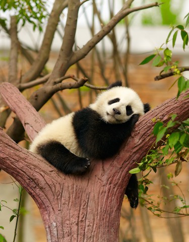 Tour della Cina 10 giorni con Chengdu