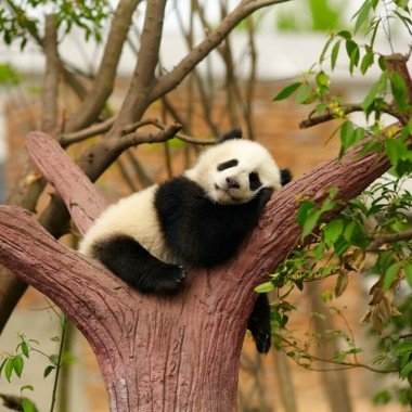 Tour della Cina 10 giorni con Chengdu