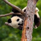 Cucciolo di panda appoggiato a un ramo, con il musetto curioso e le zampe che si aggrappano nella Riserva di Wolong.