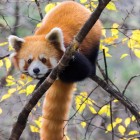 Panda rosso appollaiato su un albero tra foglie gialle nella Riserva di Wolong, immerso nei colori autunnali del suo habitat naturale.