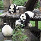 Cuccioli di panda che si arrampicano e rotolano insieme, catturando la vitalità della Riserva di Wolong, immersi nell’habitat verde della Riserva a Chengdu