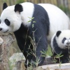 Mamma e cucciolo di panda nella Riserva di Wolong a Chengdu, tra foreste e habitat protetti del Sichuan.